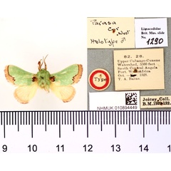 /filer/webapps/moths/media/images/C/cor_Parasa_HT_BMNH.jpg