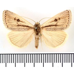 /filer/webapps/moths/media/images/S/straminea_Anumeta_AM_BMNH.jpg