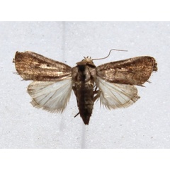 /filer/webapps/moths/media/images/P/pigra_Athetis_A_Goffa_02.JPG