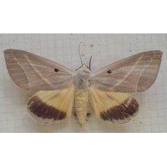 /filer/webapps/moths/media/images/P/pelor_Ophiusa_A_PZBT.jpg