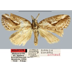 /filer/webapps/moths/media/images/B/beondroka_Salvatgea_HT_MNHN.jpg
