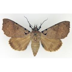 /filer/webapps/moths/media/images/K/korana_Serrodes_AF_TMSA_01.jpg