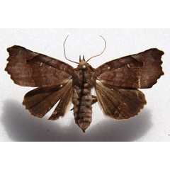 /filer/webapps/moths/media/images/M/muehlei_Bertula_AF_Goff_01.jpg