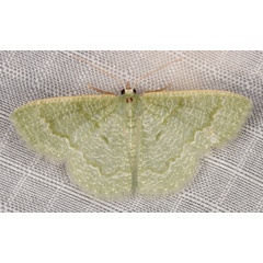 /filer/webapps/moths/media/images/A/albistrigulata_Chlorissa_A_Heyns_01.jpg