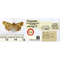 /filer/webapps/moths/media/images/M/mochlosema_Elaeodes_HT_BMNH.jpg