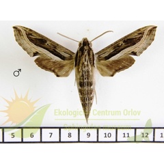 /filer/webapps/moths/media/images/V/velox_Hippotion_AM_SMCR_02.jpg