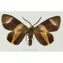 /filer/webapps/moths/media/images/S/syndroma_Pitthea_AF_Basquina.jpg