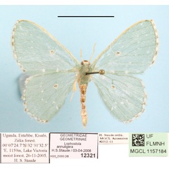 /filer/webapps/moths/media/images/A/annuligera_Lophostola_A_MGCLa_01.JPG