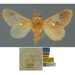 /filer/webapps/moths/media/images/N/nigrivenosa_Delorhachis_HT_MfN.jpg