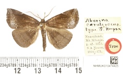 /filer/webapps/moths/media/images/C/coerulescens_Aburina_HT_BMNH.jpg
