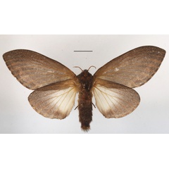 /filer/webapps/moths/media/images/M/morosa_Eutricha_AF_MGCLb_01.JPG