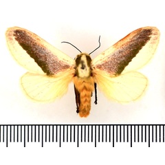 /filer/webapps/moths/media/images/N/nivosa_Latoia_AF_BMNH.jpg