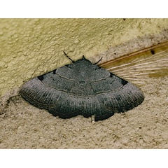 /filer/webapps/moths/media/images/S/stuhlmanni_Plecoptera_A_Roland_01.jpg