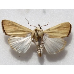 /filer/webapps/moths/media/images/G/graellsii_Pardoxia_A_Goff_01.jpg