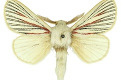 Grammodora nigrolineata