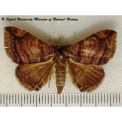 /filer/webapps/moths/media/images/M/multilineata_Bastilla_A_OUMNH_01.jpg