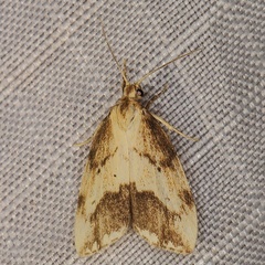 /filer/webapps/moths/media/images/B/bipuncta_Exilisia_AM_Heynsb.jpg