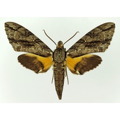 /filer/webapps/moths/media/images/J/jasmini_Panogena_AM_Basquin_01.jpg