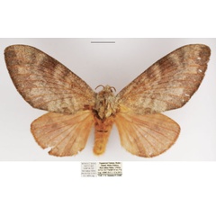 /filer/webapps/moths/media/images/C/crestalina_Pachytrina_AF_TMSA_02.jpg