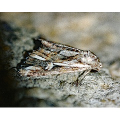 /filer/webapps/moths/media/images/O/opsiphora_Phytometra_A_Roland_011.jpg