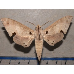 /filer/webapps/moths/media/images/C/carteri_Polyptychus_A_Goff_01.jpg