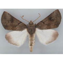 /filer/webapps/moths/media/images/P/perquisita_Illa_AM_TMSA_01.jpg