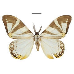 /filer/webapps/moths/media/images/D/derozierae_Otroeda_PTM_Bouyer.jpg