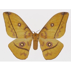 /filer/webapps/moths/media/images/P/petiveri_Gonimbrasia_AF_Basquina.jpg