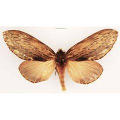 /filer/webapps/moths/media/images/L/lanceolata_Lasiocesa_AF_TMSA_01.jpg