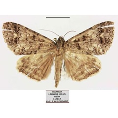 /filer/webapps/moths/media/images/E/excavata_Metatacha_AM_Basquin.jpg