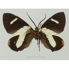 /filer/webapps/moths/media/images/T/trifasciata_Pitthea_AF_Basquinb.jpg