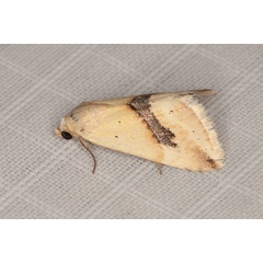 /filer/webapps/moths/media/images/A/angustizona_Eublemma_A_Heyns_02.JPG