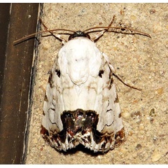 /filer/webapps/moths/media/images/A/aurelia_Acontia_A_Braun_04.jpg