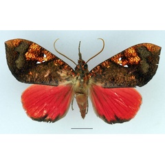 /filer/webapps/moths/media/images/P/phaeosoma_Miniodes_AM_Basquin_01.jpg