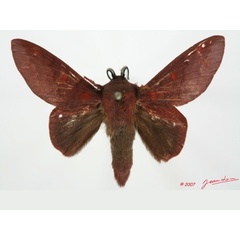 /filer/webapps/moths/media/images/S/schultzei_Afrocesa_AM_Alberta_01.jpg