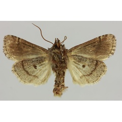 /filer/webapps/moths/media/images/B/balachowskyi_Maghadena_HT_MNHNb.jpg