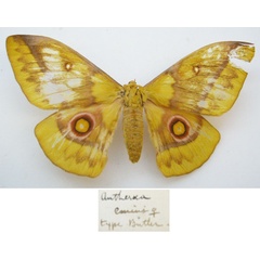 /filer/webapps/moths/media/images/E/emini_Antheraea_HT_NHMUKa.jpg