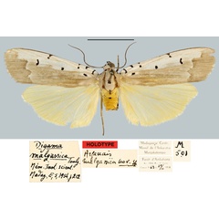 /filer/webapps/moths/media/images/M/malgassica_Digama_HT_MNHN.jpg