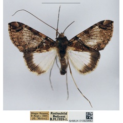 /filer/webapps/moths/media/images/V/voeltzkowi_Gigantoceras_AM_NHMUK.jpg