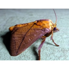 /filer/webapps/moths/media/images/P/pepon_Phorma_A_Ajibade.JPG