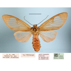 /filer/webapps/moths/media/images/C/carneola_Amerila_A_MGCLa_02.jpg