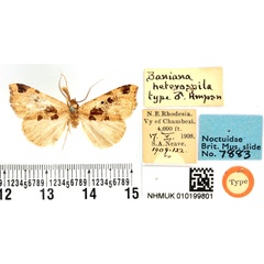 /filer/webapps/moths/media/images/H/heterospila_Baniana_LT_BMNH.jpg