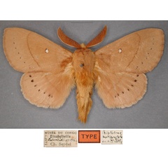 /filer/webapps/moths/media/images/M/multipunctata_Pachypasa_HT_RMCA_01_yynifAo.jpg