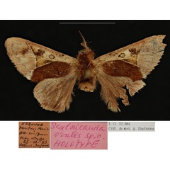 /filer/webapps/moths/media/images/O/ovalis_Scalmicauda_HT_RBINSa.jpg