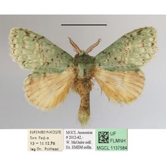 /filer/webapps/moths/media/images/G/graminosa_Desmeocraera_A_MGCLa_01.JPG