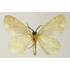 /filer/webapps/moths/media/images/B/bassa_Microlyces_HT_ZSMb.jpg