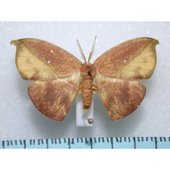 /filer/webapps/moths/media/images/F/fenestrata_Spidia_A_Revell.jpg