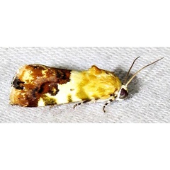 /filer/webapps/moths/media/images/I/imitatrix_Emmelia_M_Braun_13.jpg