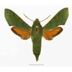 /filer/webapps/moths/media/images/M/medea_Basiothia_AF_Basquina.jpg