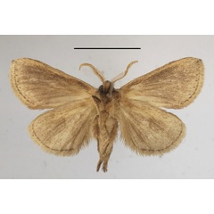/filer/webapps/moths/media/images/M/marginestriatus_Lopiena_AM_MGCLb_01.JPG